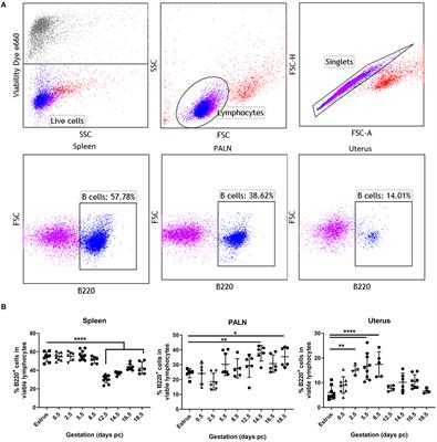 Frontiers | Uterine B Cells Exhibit Regulatory Properties During The ...